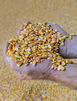 Maïs dans les mains
