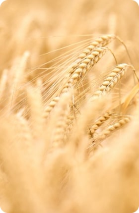 Céréales, Squash, Pomme de terre