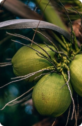 Cocotier, Bois et café