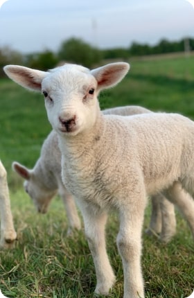 Petits ruminants (caprins, ovins, cervidés)