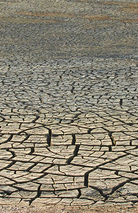 Céréales, Squash, Pomme de terre