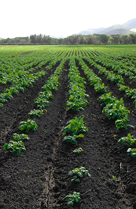 Transition agroécologique